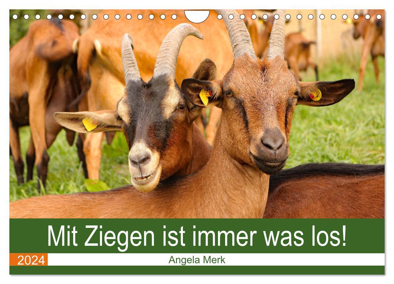 Cover: 9783675550070 | Mit Ziegen ist immer was los! (Wandkalender 2024 DIN A4 quer),...