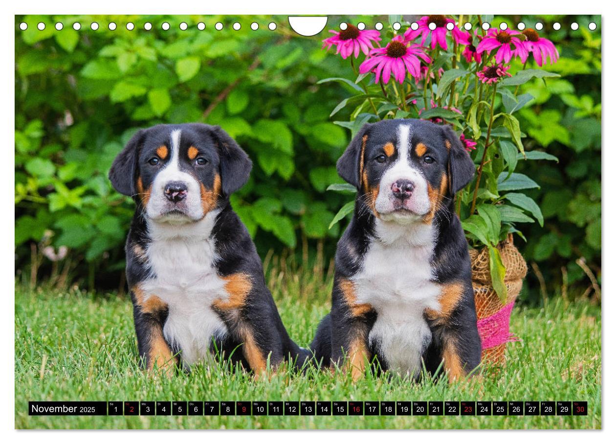 Bild: 9783435209460 | Ein Hund zum Verlieben - Großer Schweizer Sennenhund (Wandkalender...