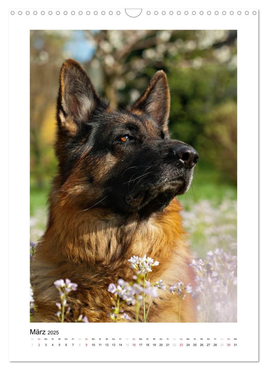 Bild: 9783457012345 | Deutscher Schäferhund - unser bester Freund (Wandkalender 2025 DIN...