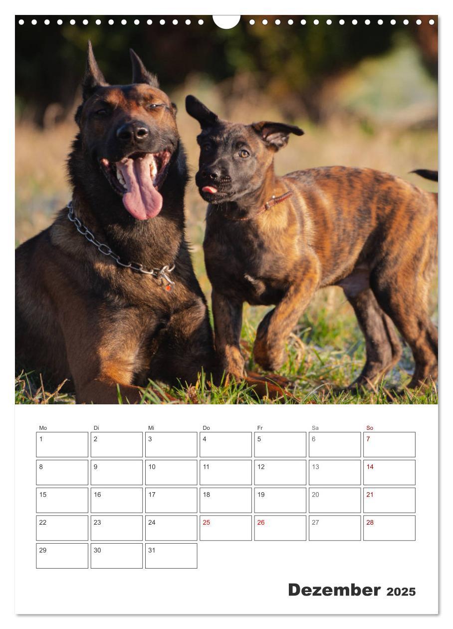 Bild: 9783435947850 | Malinois Power auf vier Pfoten (Wandkalender 2025 DIN A3 hoch),...