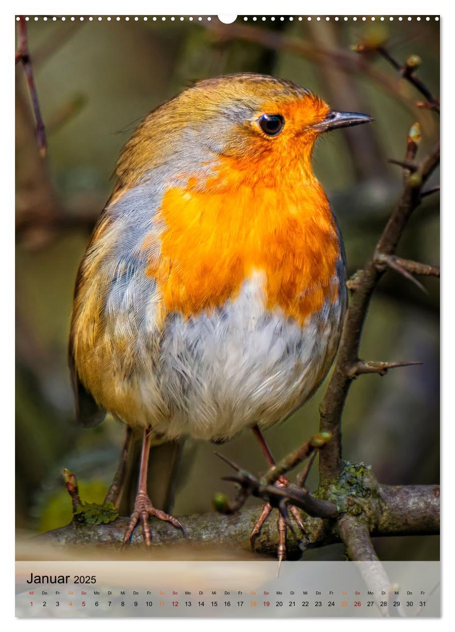 Bild: 9783435930470 | Vögel - gefiederte Freunde in unserer Natur (Wandkalender 2025 DIN...