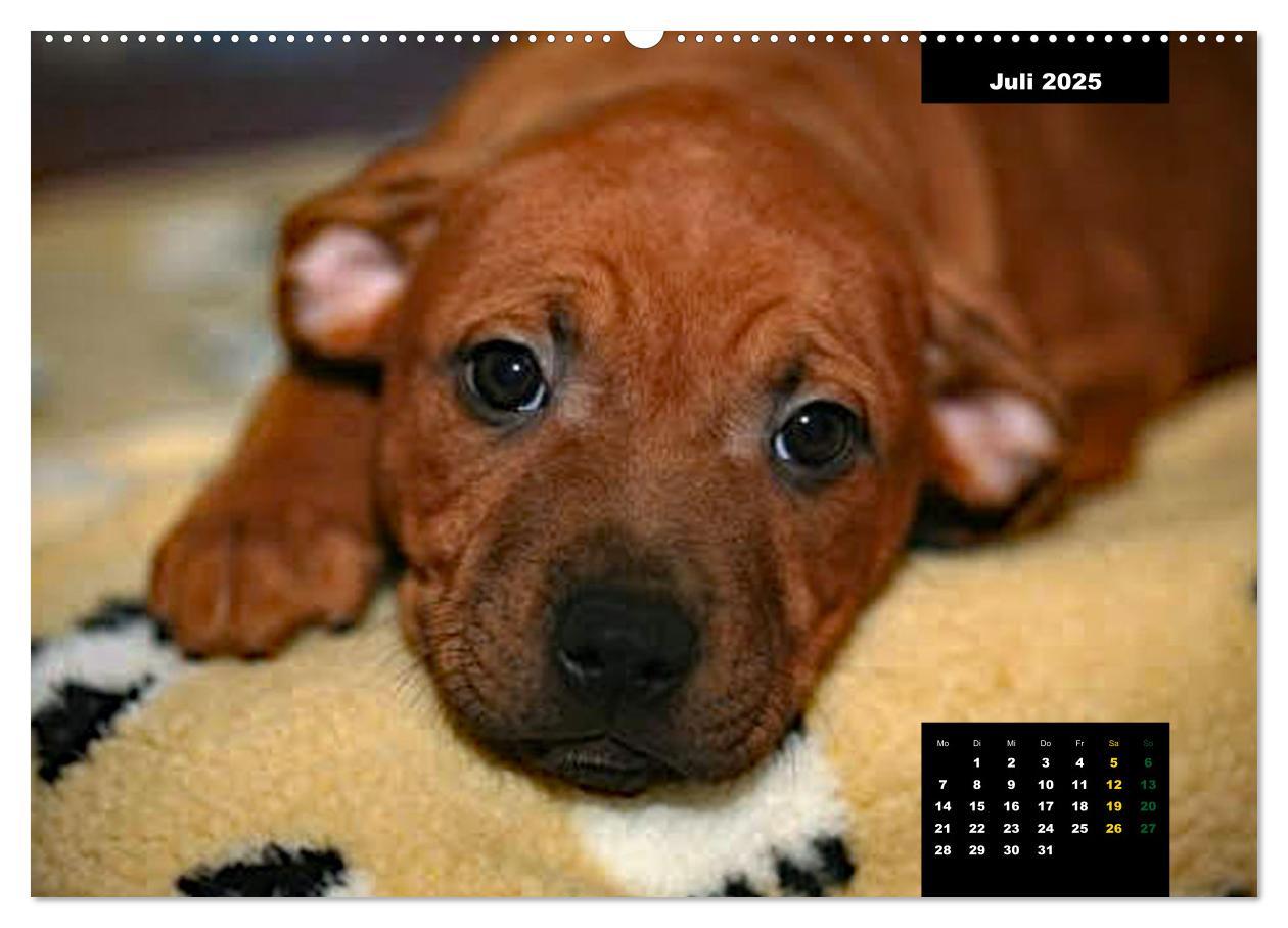 Bild: 9783383939075 | Rhodesian Ridgeback, Charmante Herzensbrecher (Wandkalender 2025...