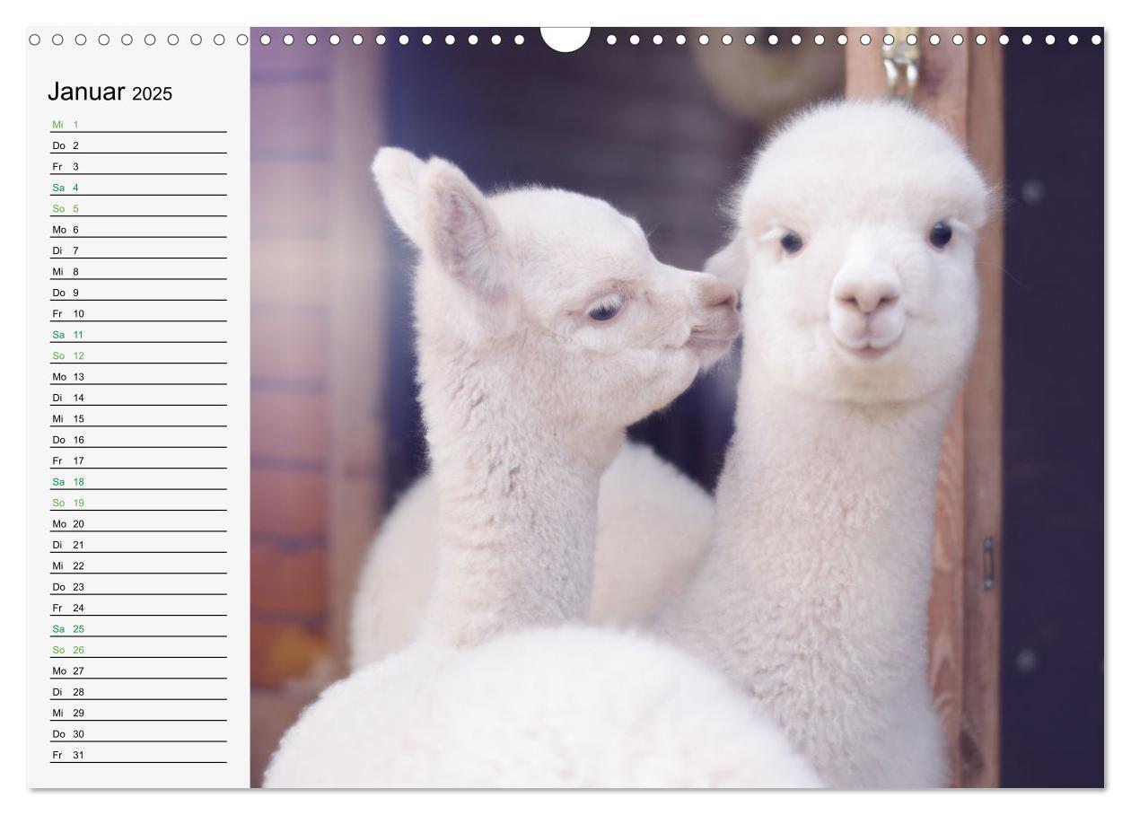 Bild: 9783383940231 | Alpakababys zum Verlieben (Wandkalender 2025 DIN A3 quer), CALVENDO...