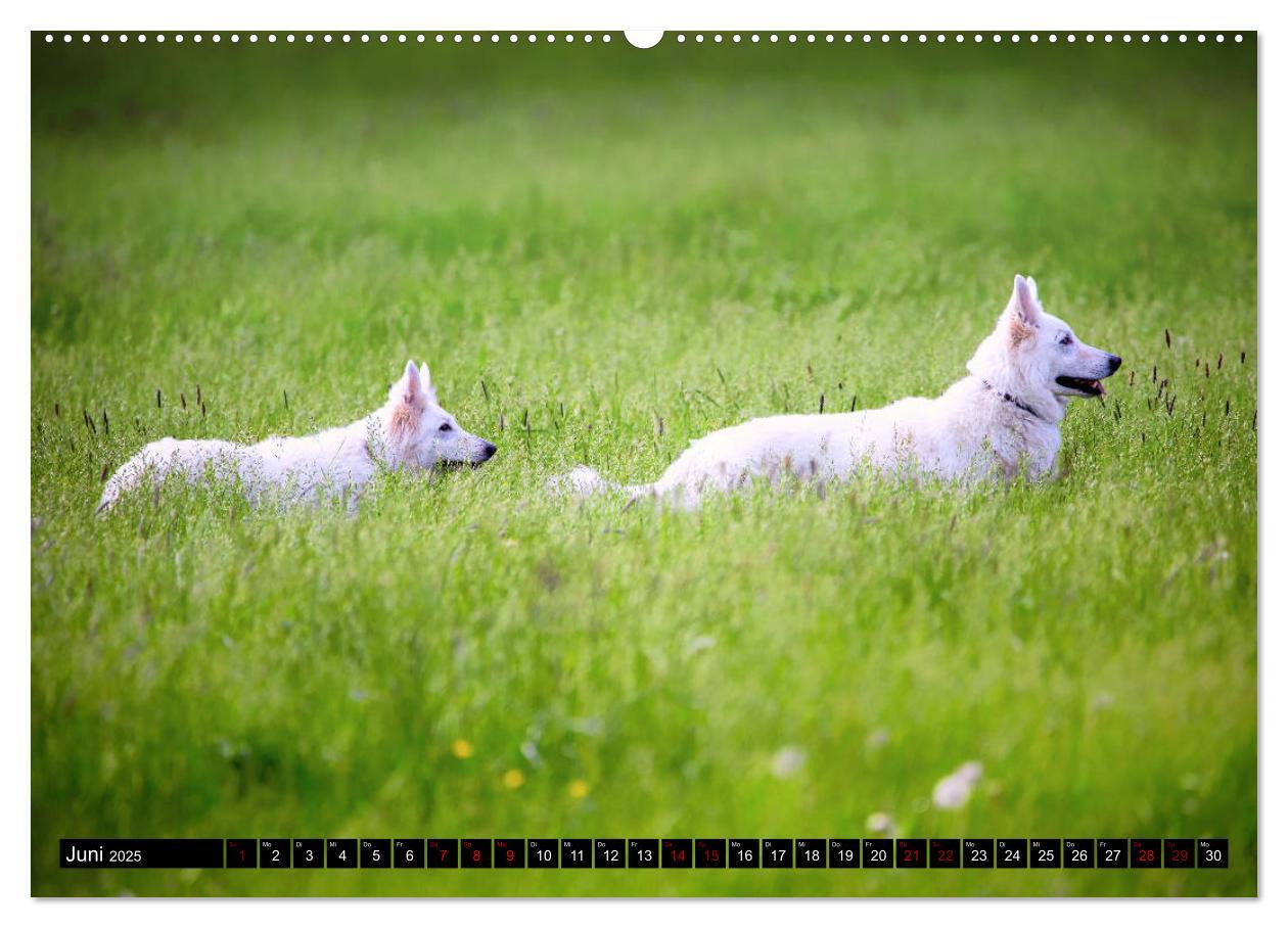 Bild: 9783435415045 | Weiße Schäferhunde in schönen Landschaften (Wandkalender 2025 DIN...