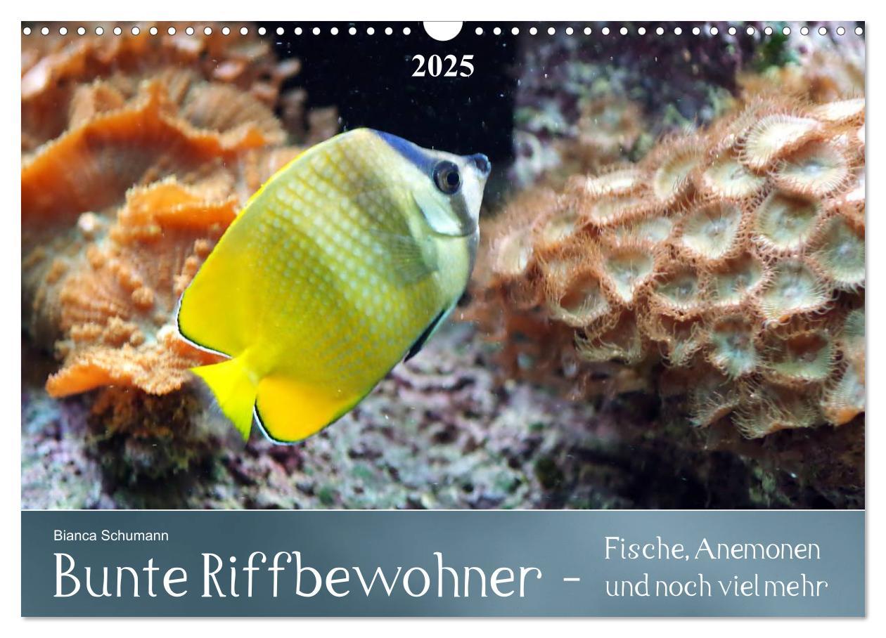 Cover: 9783435690534 | Bunte Riffbewohner - Fische, Anemonen und noch viel mehr...