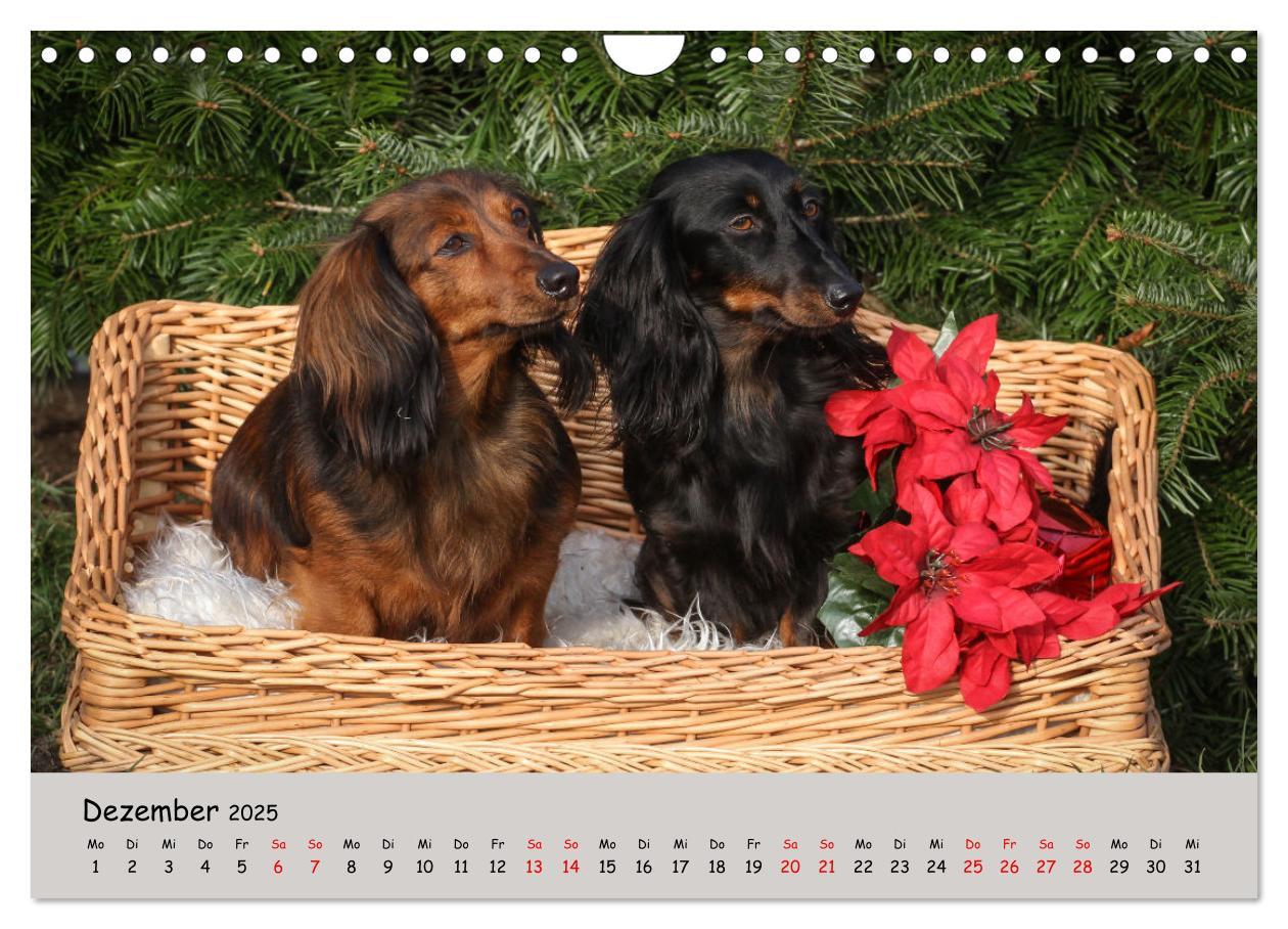 Bild: 9783383865374 | Zwergdackel von Kadi (Wandkalender 2025 DIN A4 quer), CALVENDO...