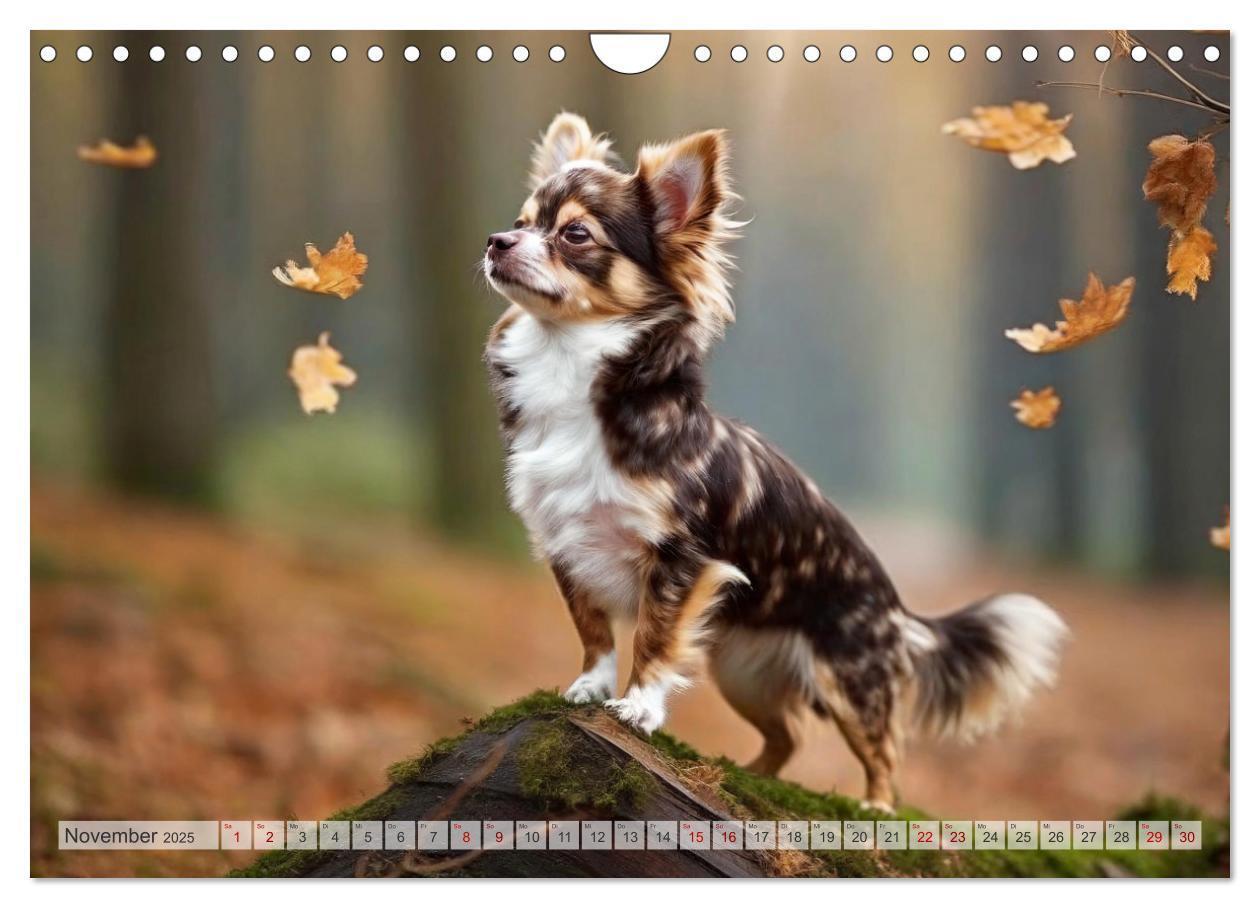 Bild: 9783383811456 | Chihuahuas - Kleine Hunde - große Temperamentbündel (Wandkalender...