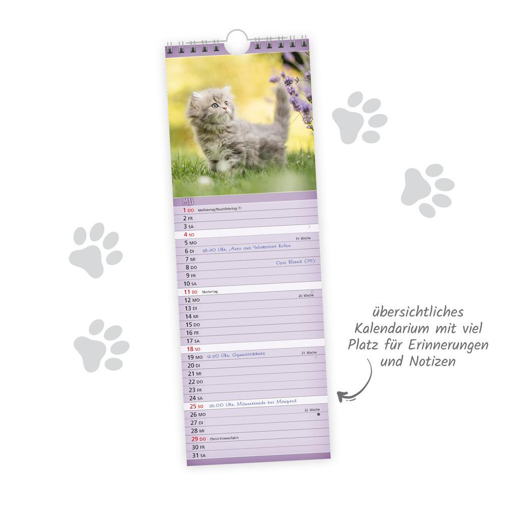 Bild: 9783988022561 | Trötsch Streifenkalender Katzen 2025 Notizkalender | KG | Kalender