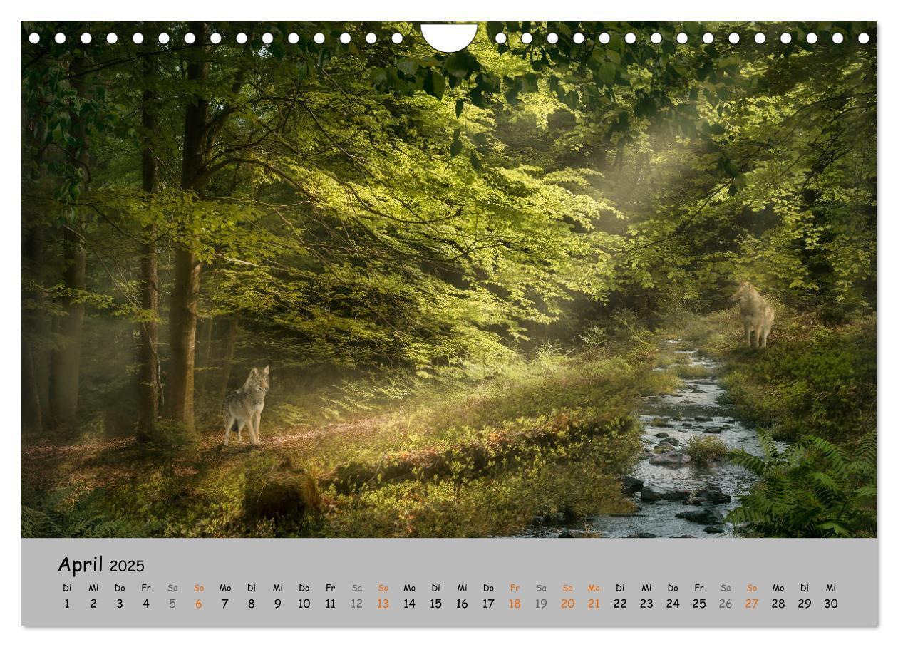 Bild: 9783435080076 | Der lange Weg der Wölfe (Wandkalender 2025 DIN A4 quer), CALVENDO...