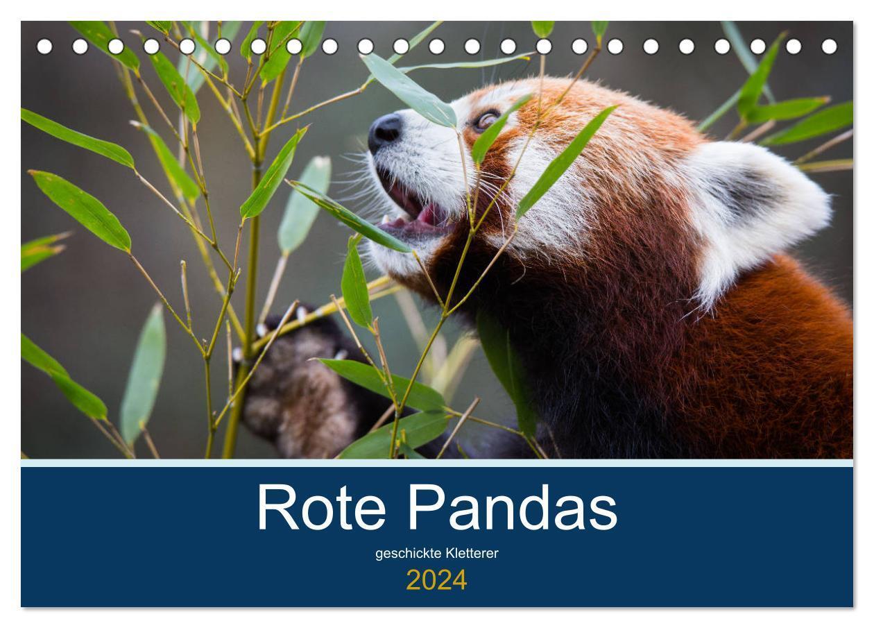 Cover: 9783675568716 | Rote Pandas - geschickte Kletterer (Tischkalender 2024 DIN A5...