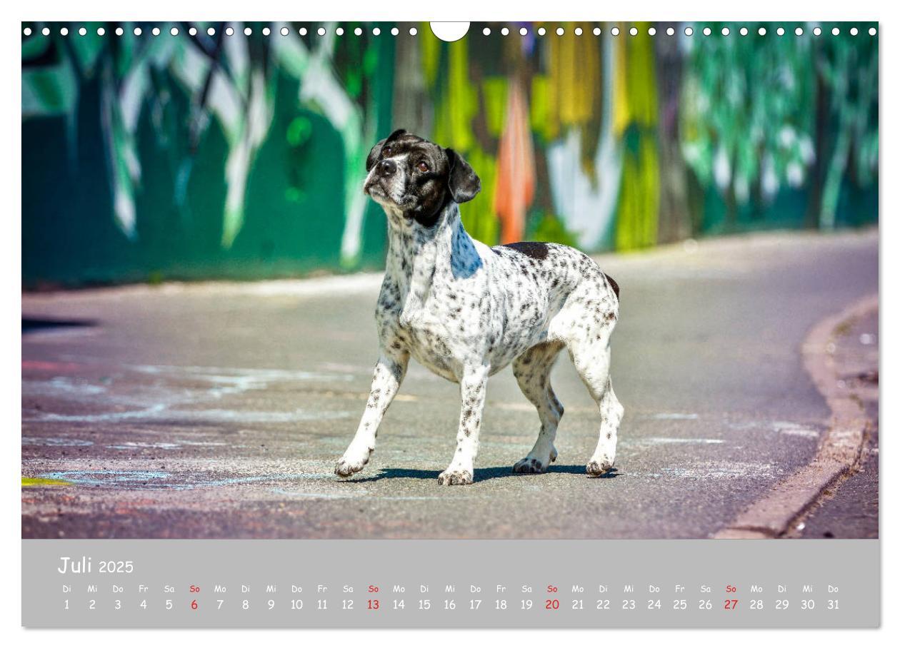 Bild: 9783435314157 | Hunde und Graffiti (Wandkalender 2025 DIN A3 quer), CALVENDO...