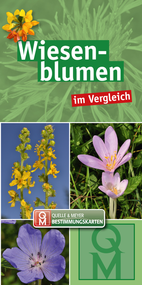 Cover: 9783494019314 | Wiesenblumen im Vergleich | 10er-Set | Quelle &amp; Meyer Verlag | Buch