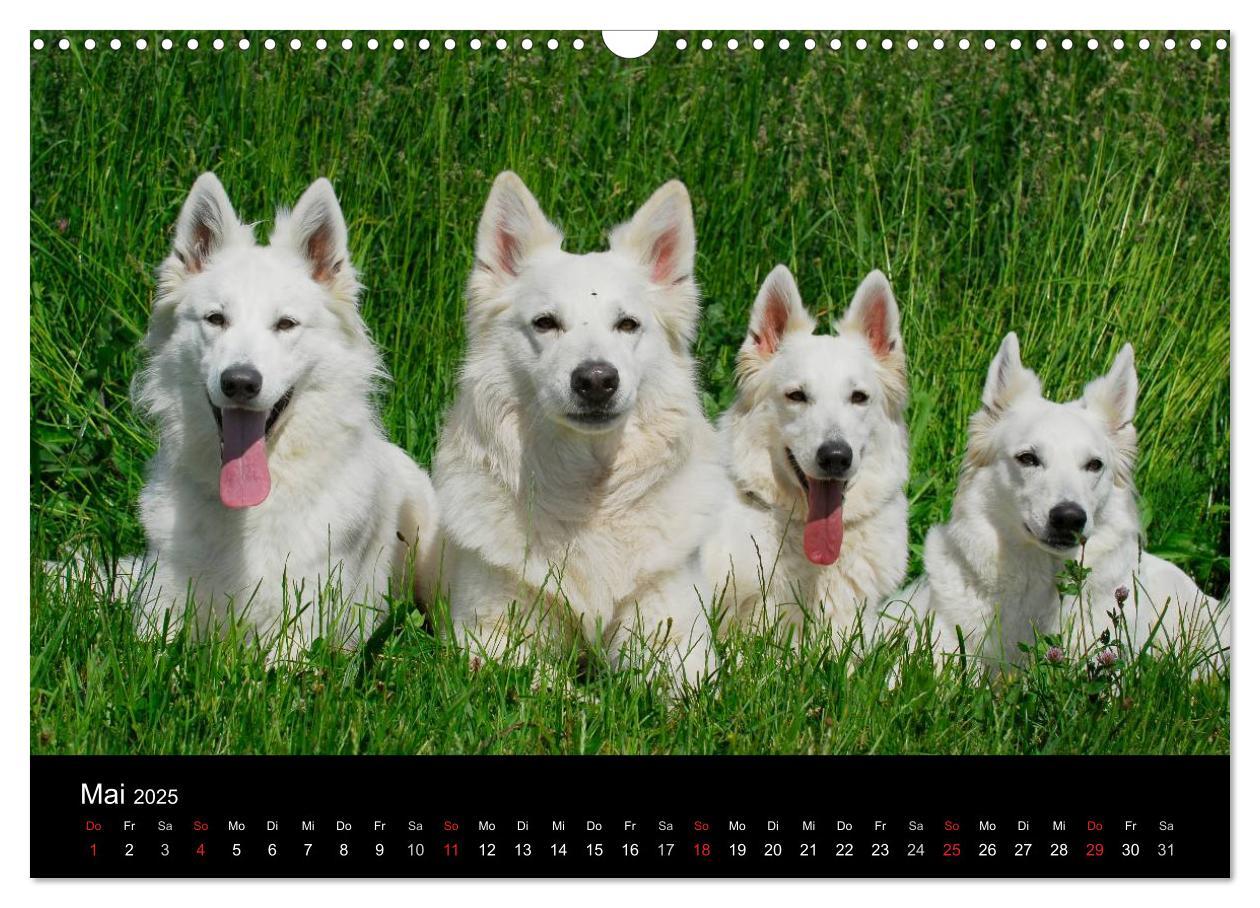 Bild: 9783435765560 | Weißer Schweizer Schäferhund (Wandkalender 2025 DIN A3 quer),...