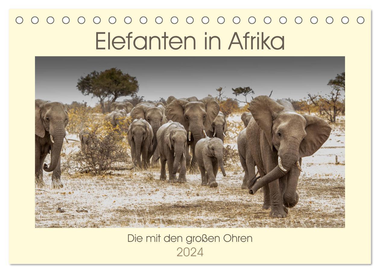 Cover: 9783383160462 | Elefanten in Afrika - Die mit den großen Ohren (Tischkalender 2024...