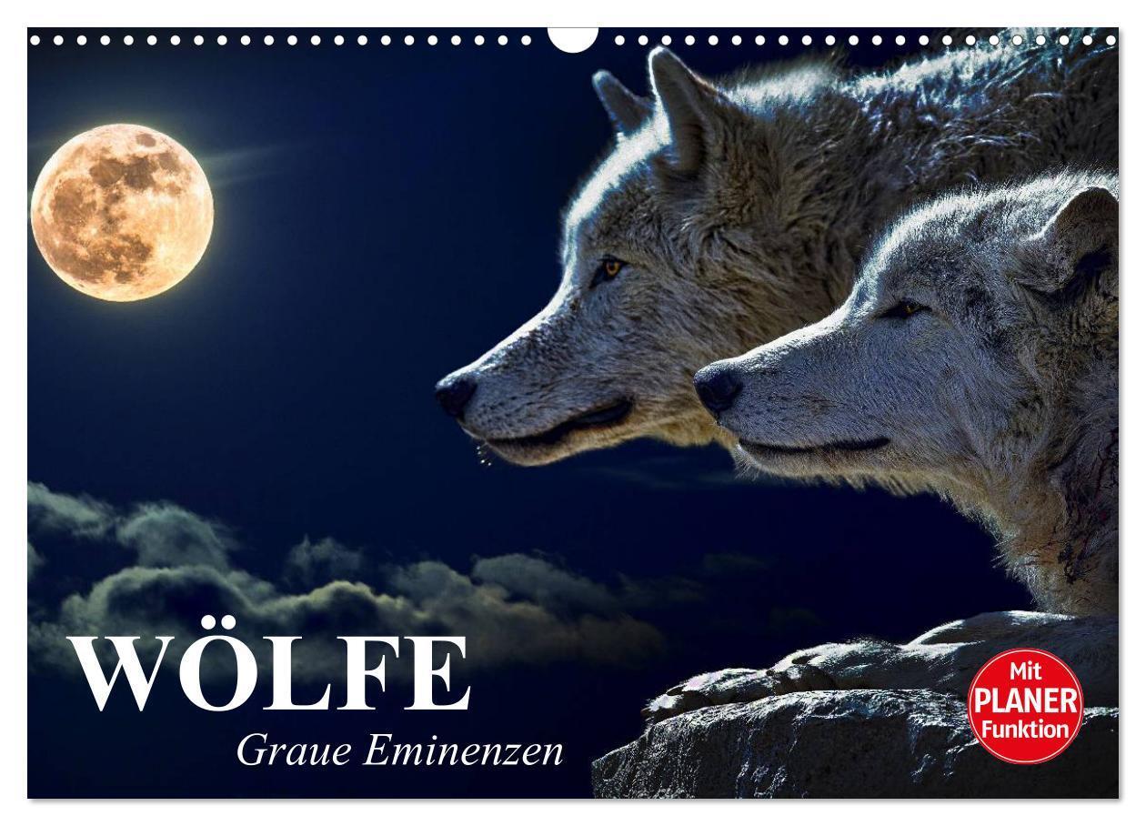 Cover: 9783383313202 | Wölfe. Graue Eminenzen (Wandkalender 2024 DIN A3 quer), CALVENDO...