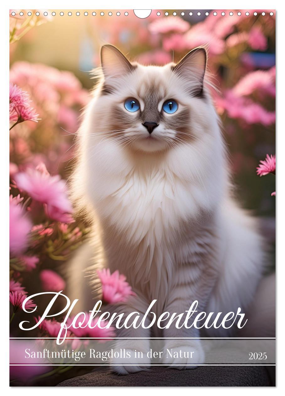 Cover: 9783383833311 | Pfotenabenteuer - Ragdolls in der Natur (Wandkalender 2025 DIN A3...