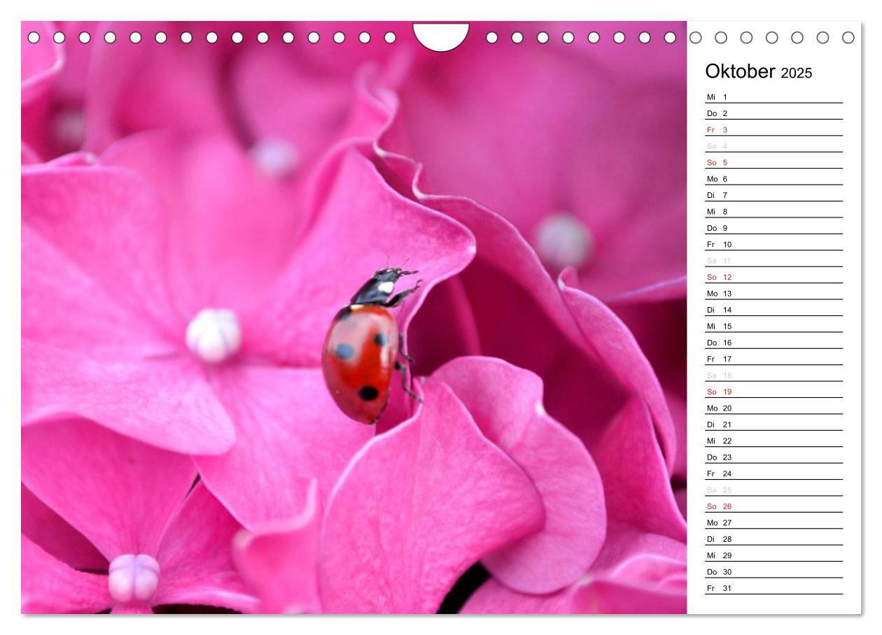 Bild: 9783435787418 | Marienkäfer 2025 (Wandkalender 2025 DIN A4 quer), CALVENDO...