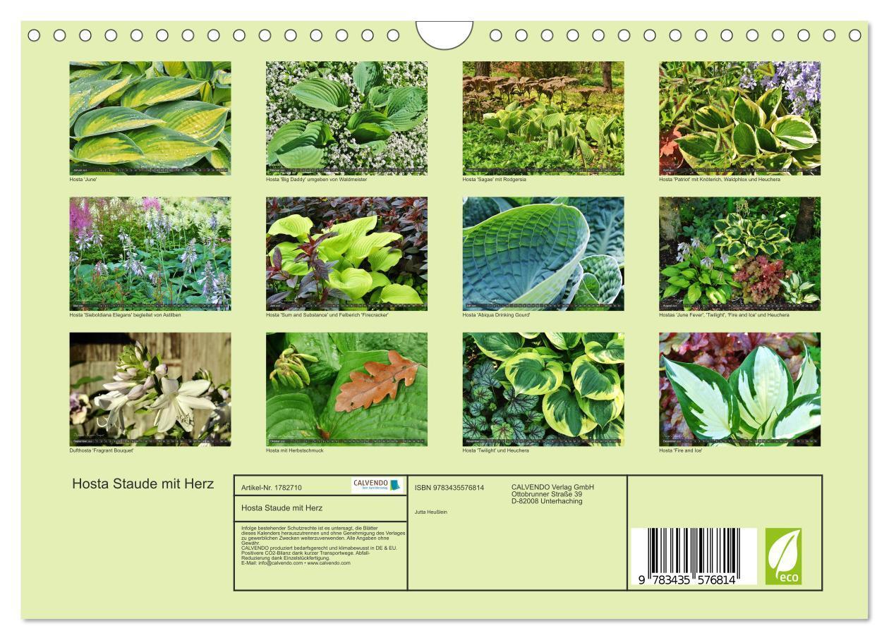 Bild: 9783435576814 | Hosta Staude mit Herz (Wandkalender 2025 DIN A4 quer), CALVENDO...