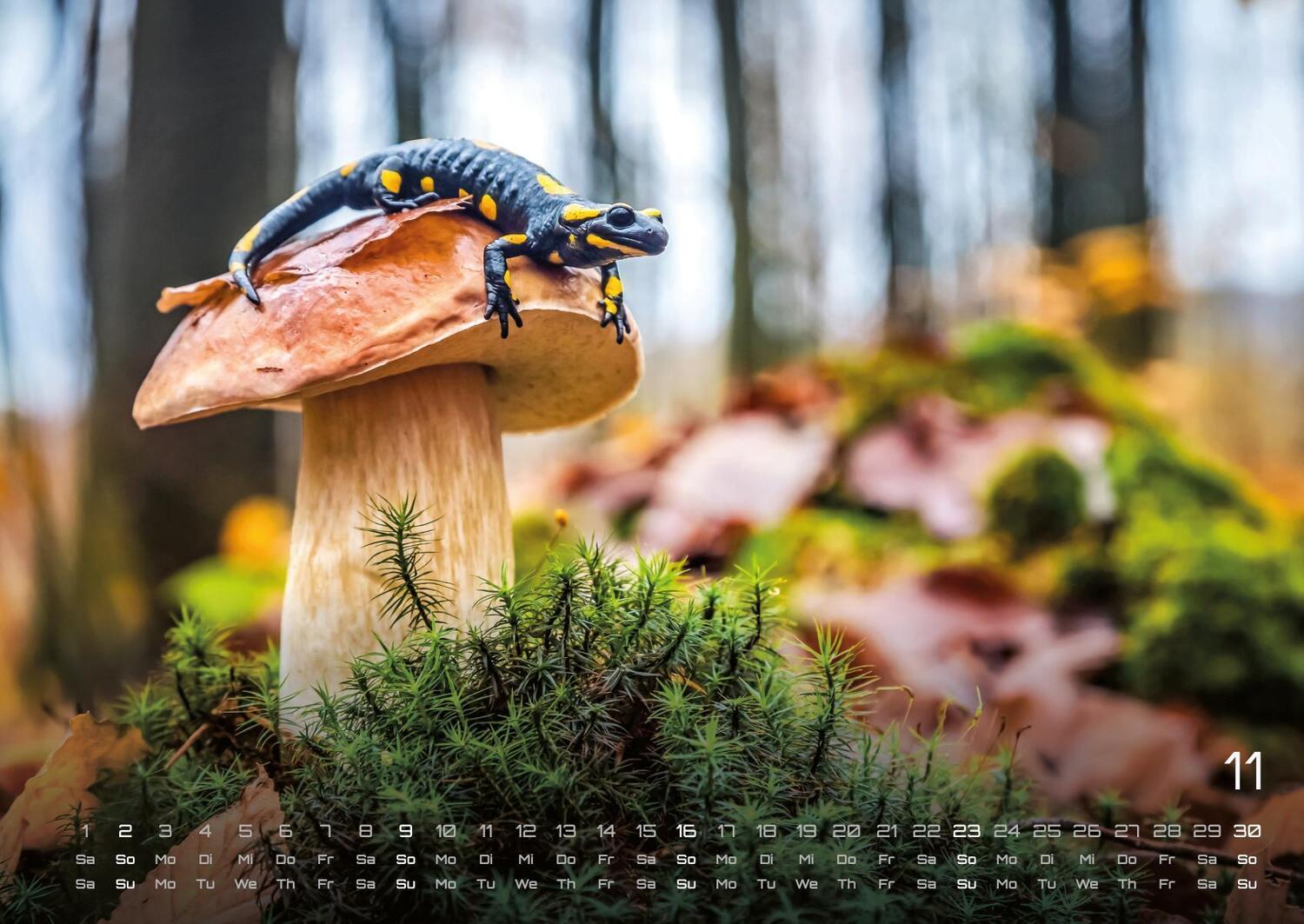 Bild: 9783986734435 | Waldtiere - Heimische Waldbewohner - Der Tierkalender - 2025 -...