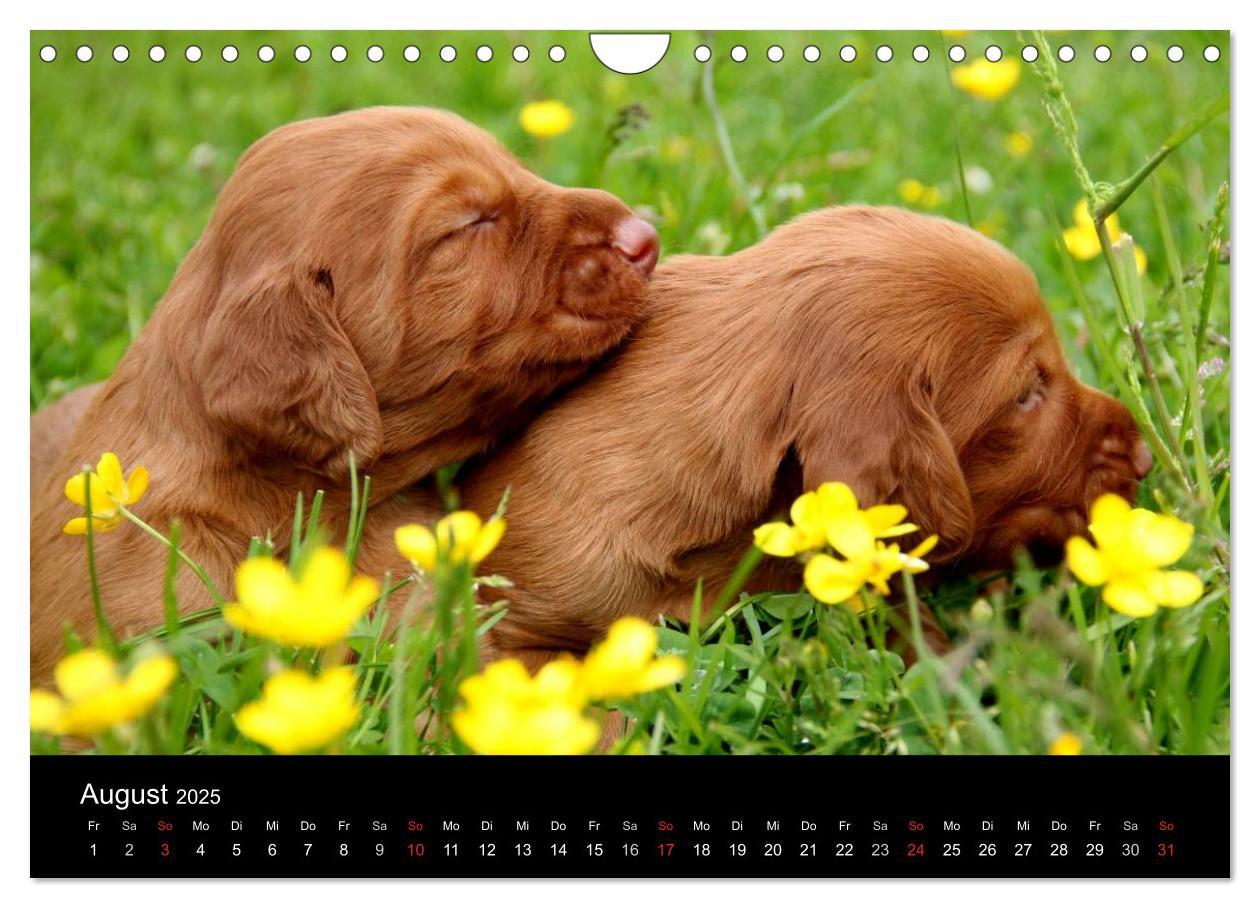 Bild: 9783435767625 | Magyar Vizsla Welpen (Wandkalender 2025 DIN A4 quer), CALVENDO...