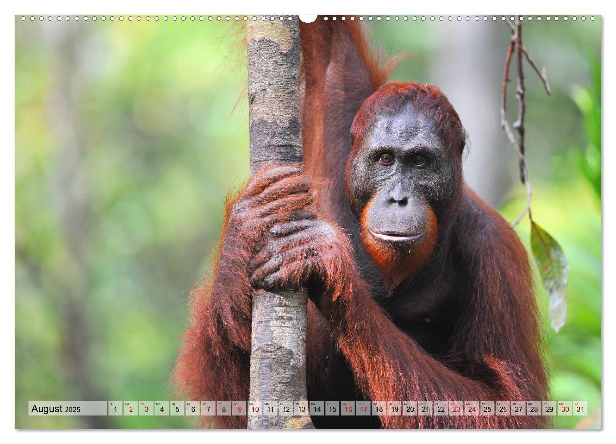 Bild: 9783435227280 | Orang Utans: Zu Besuch im Regenwald (Wandkalender 2025 DIN A2...