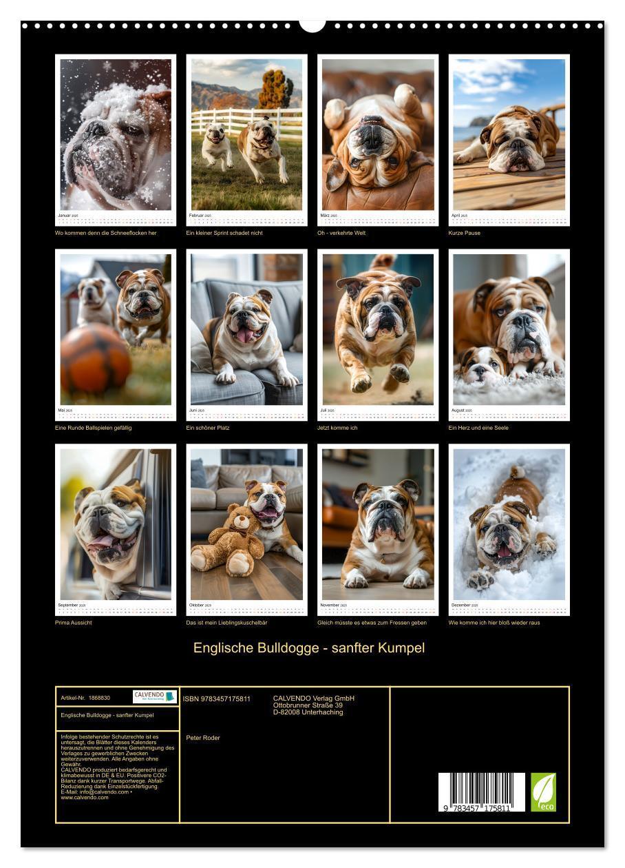 Bild: 9783457175811 | Englische Bulldogge - sanfter Kumpel (hochwertiger Premium...