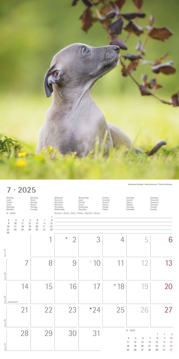 Bild: 4251732340667 | Welpen 2025 - Broschürenkalender 30x30 cm (30x60 geöffnet) -...