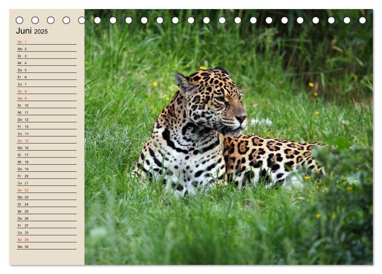 Bild: 9783435525263 | Regenwald. Tiere im Dschungel (Tischkalender 2025 DIN A5 quer),...