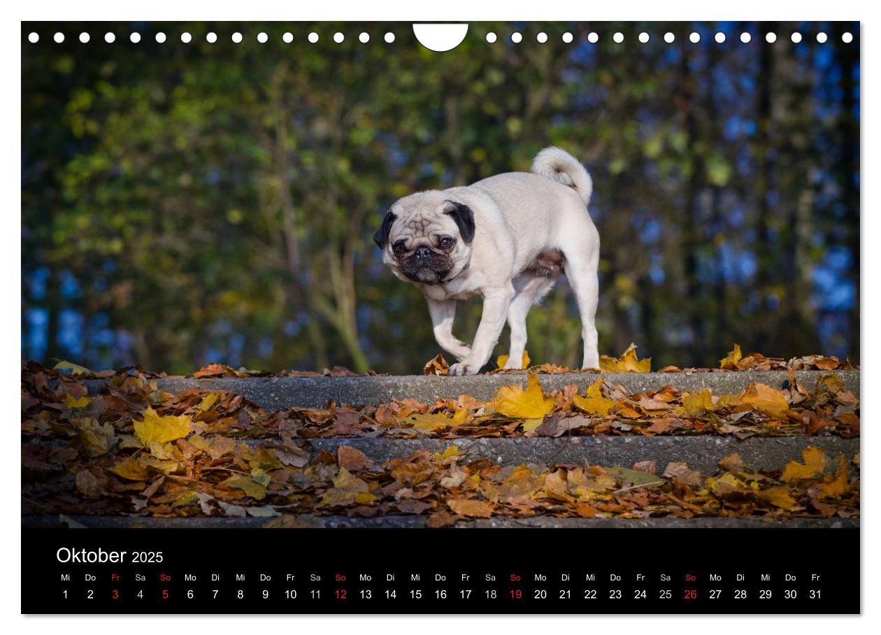 Bild: 9783435818198 | Mops 2025 (Wandkalender 2025 DIN A4 quer), CALVENDO Monatskalender