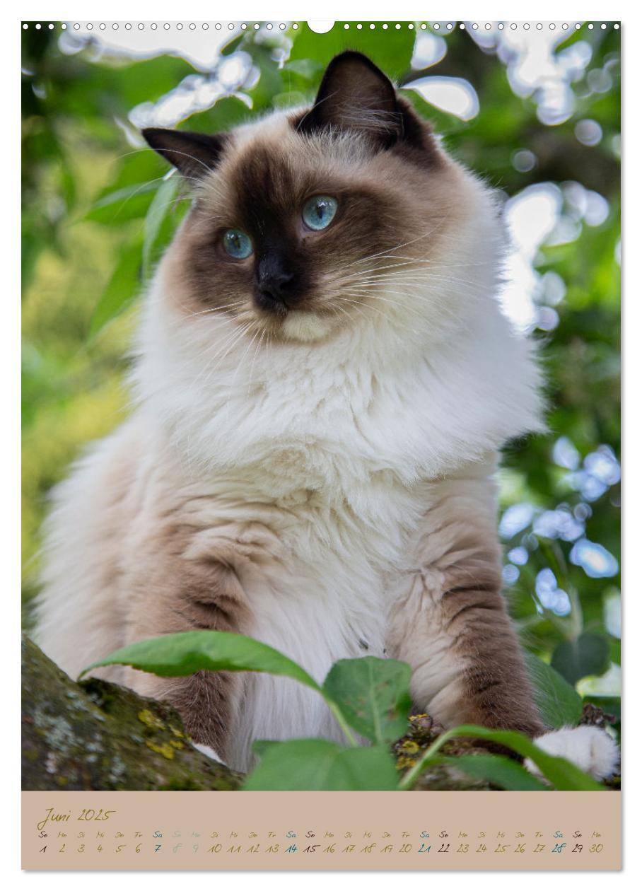 Bild: 9783435891245 | Plüschige Katzen im Garten (Wandkalender 2025 DIN A2 hoch),...