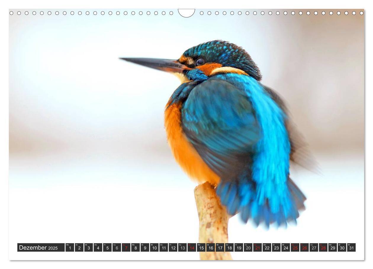 Bild: 9783435823130 | Der Eisvogel (Wandkalender 2025 DIN A3 quer), CALVENDO Monatskalender