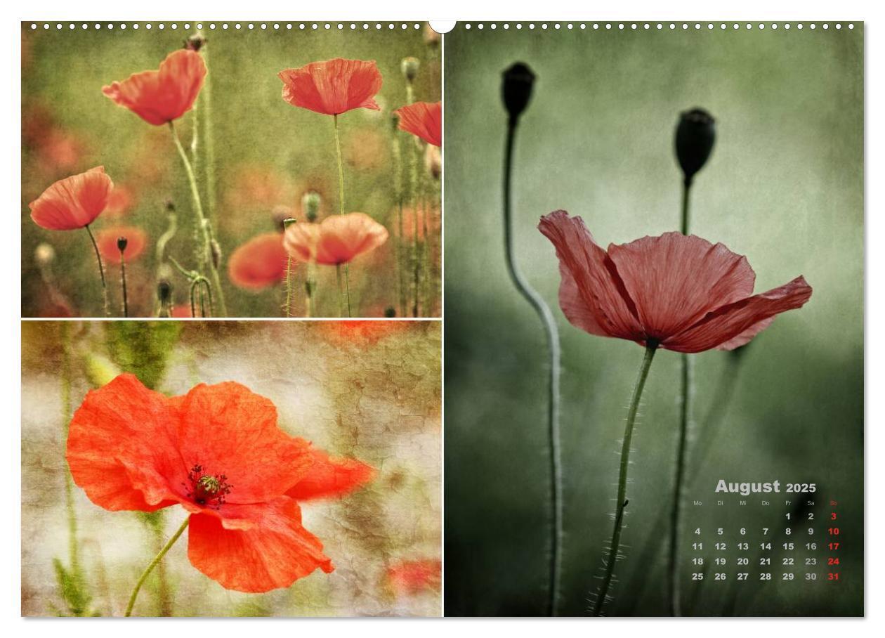 Bild: 9783435602469 | Blumenreise 2025 (hochwertiger Premium Wandkalender 2025 DIN A2...