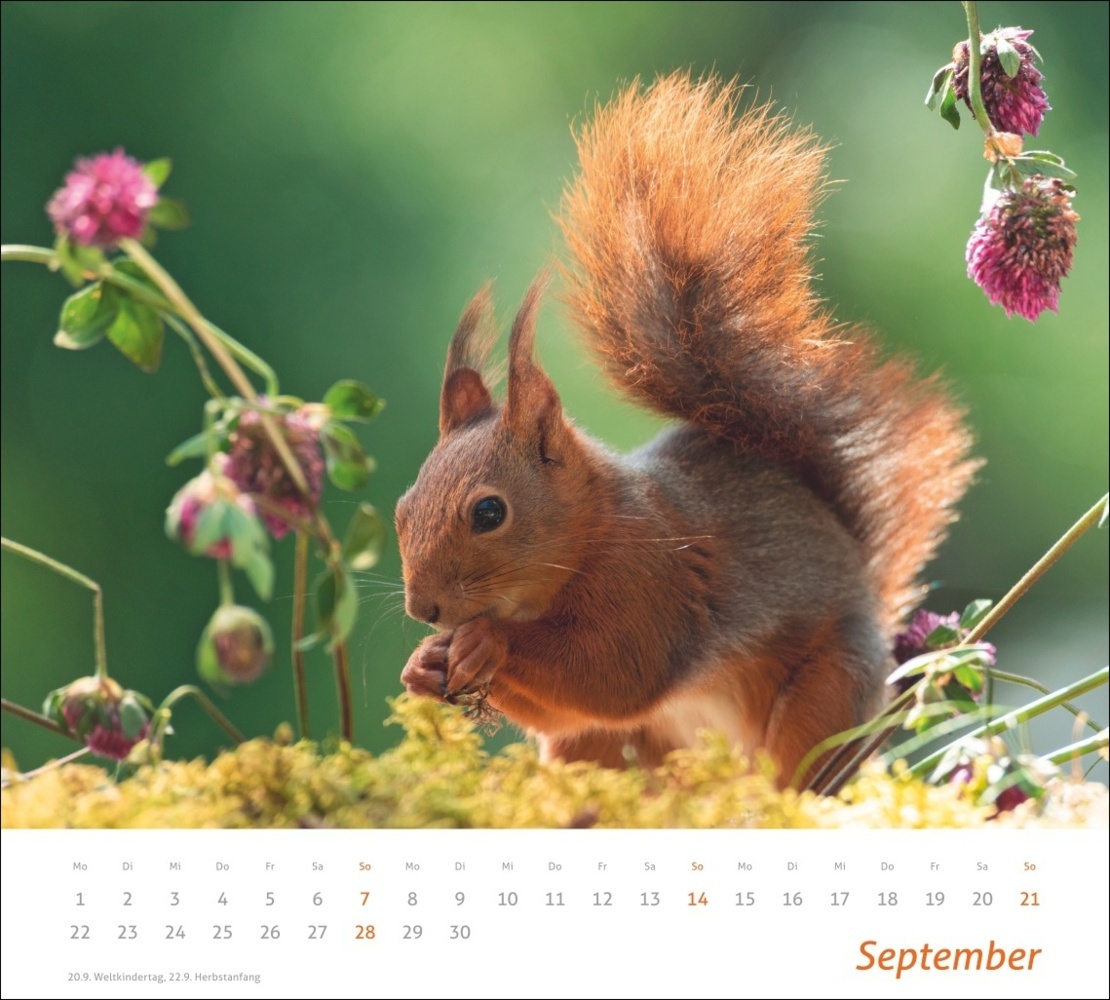 Bild: 9783756406869 | Eichhörnchen Bildkalender 2025 | Geert Weggen | Kalender | 14 S.