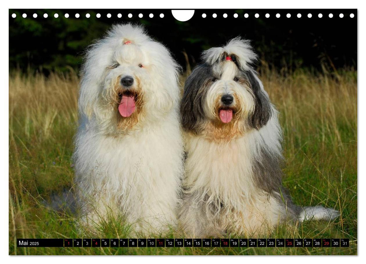 Bild: 9783435571901 | Traumhund Bobtail (Wandkalender 2025 DIN A4 quer), CALVENDO...