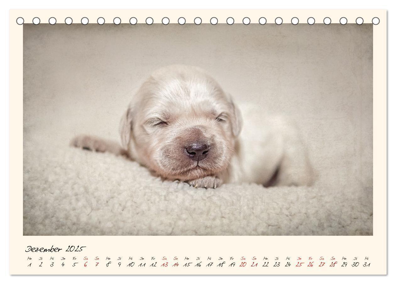 Bild: 9783383828263 | Golden Retriever... Herzenshunde (Tischkalender 2025 DIN A5 quer),...