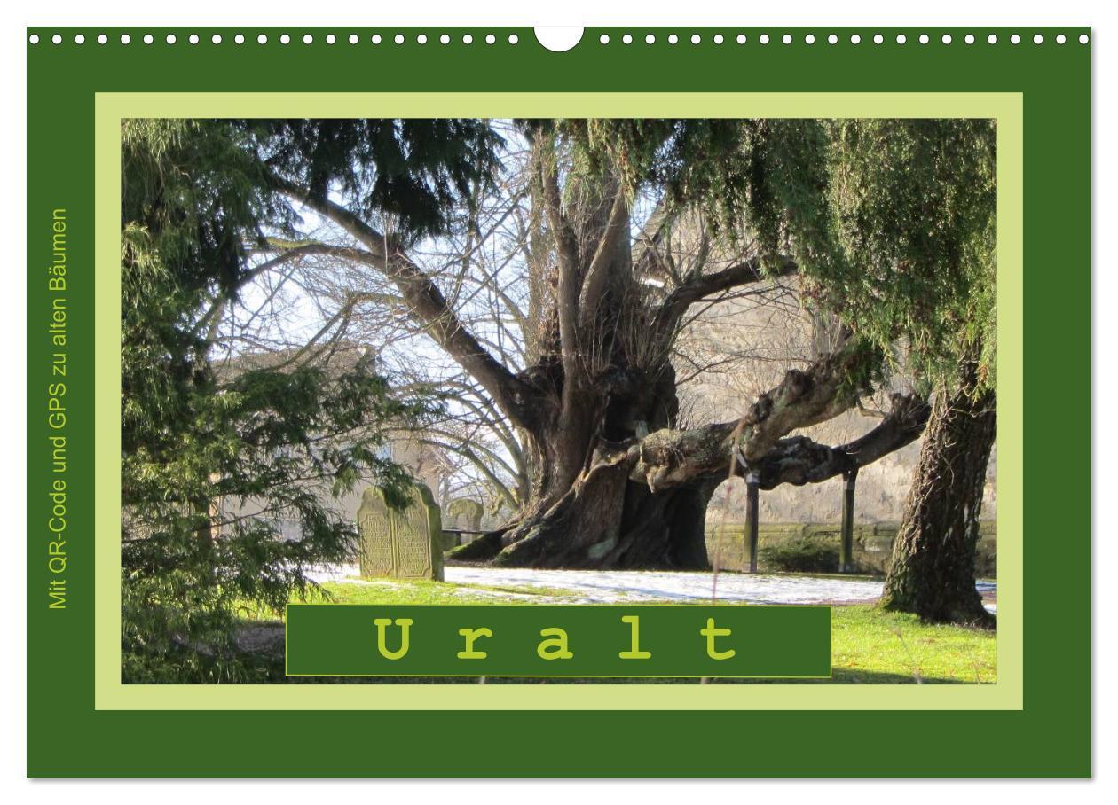 Cover: 9783383457036 | Uralt - Mit QR-Code und GPS zu alten Bäumen (Wandkalender 2024 DIN...