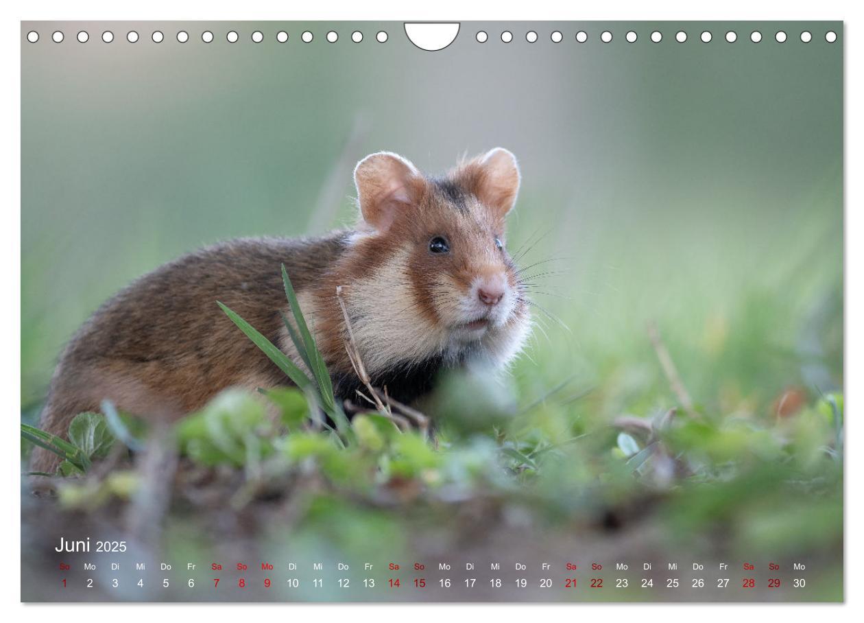 Bild: 9783435099597 | Moments in Nature (Wandkalender 2025 DIN A4 quer), CALVENDO...