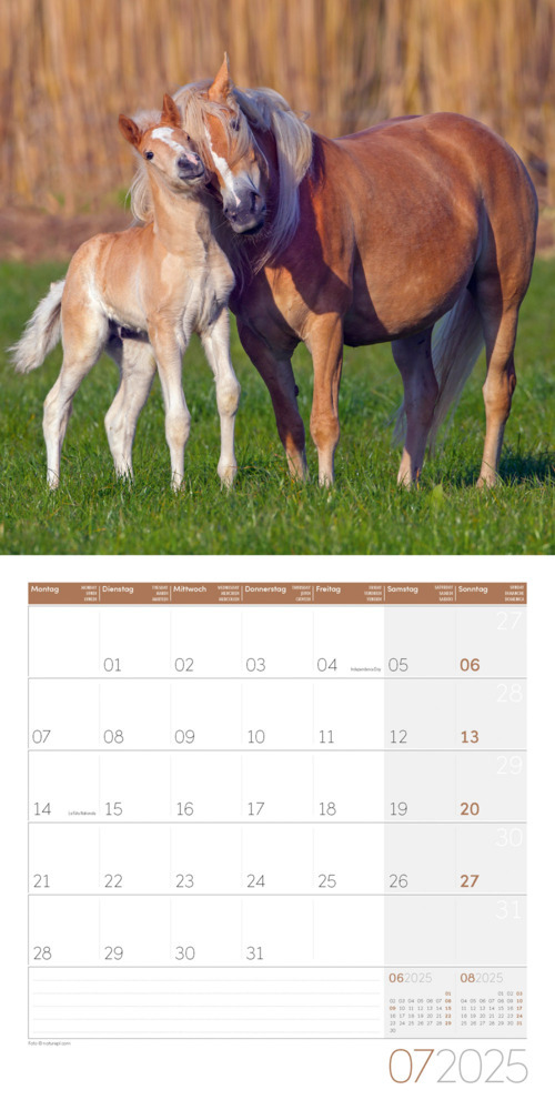 Bild: 9783838445212 | Pferde Kalender 2025 - 30x30 | Ackermann Kunstverlag | Kalender | 2025