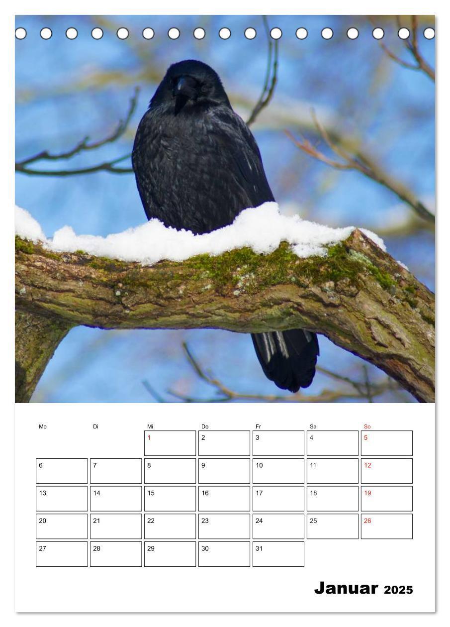 Bild: 9783457020074 | Rabenvögel Terminplaner (Tischkalender 2025 DIN A5 hoch), CALVENDO...