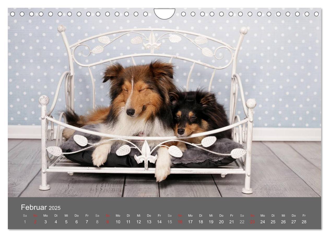 Bild: 9783435732166 | Shelties : Charmeure auf 4 Pfoten (Wandkalender 2025 DIN A4 quer),...