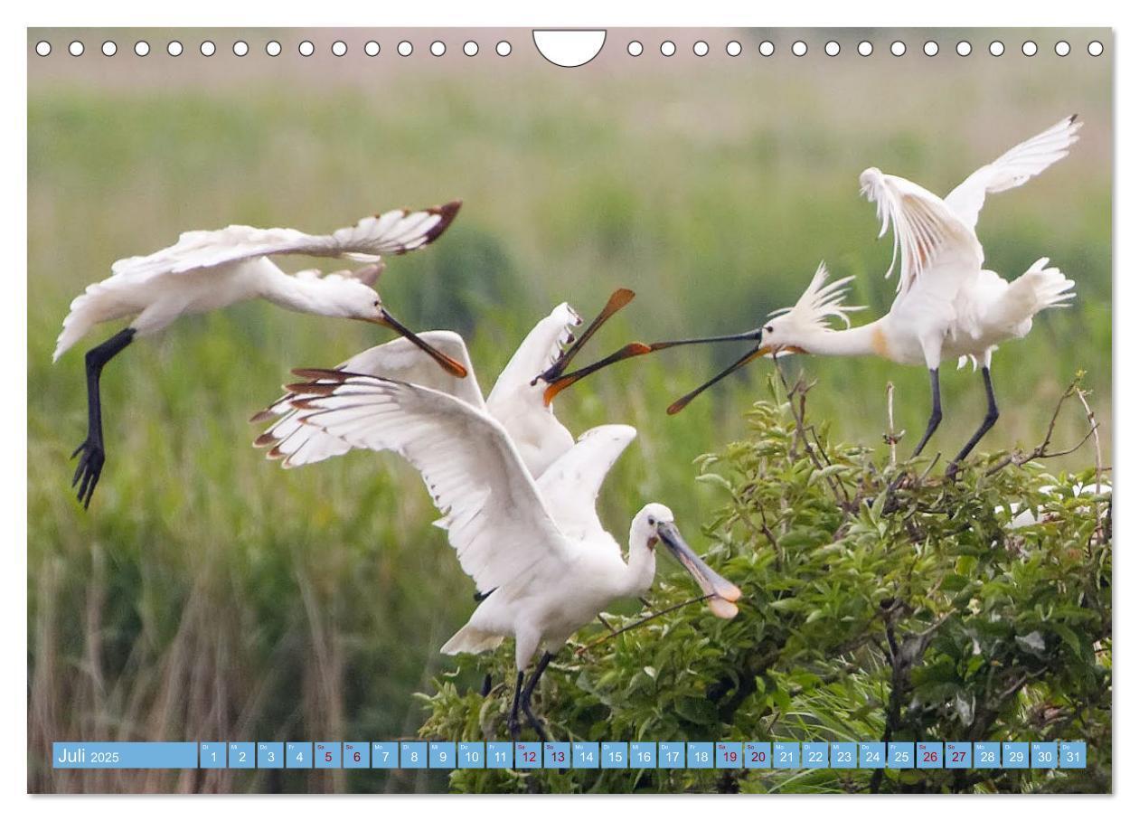 Bild: 9783435030033 | An der Nordseeküste - Wasser- und Küstenvögel fotografiert von...