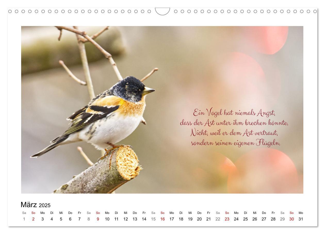 Bild: 9783383972850 | Vögel und geflügelte Worte (Wandkalender 2025 DIN A3 quer),...