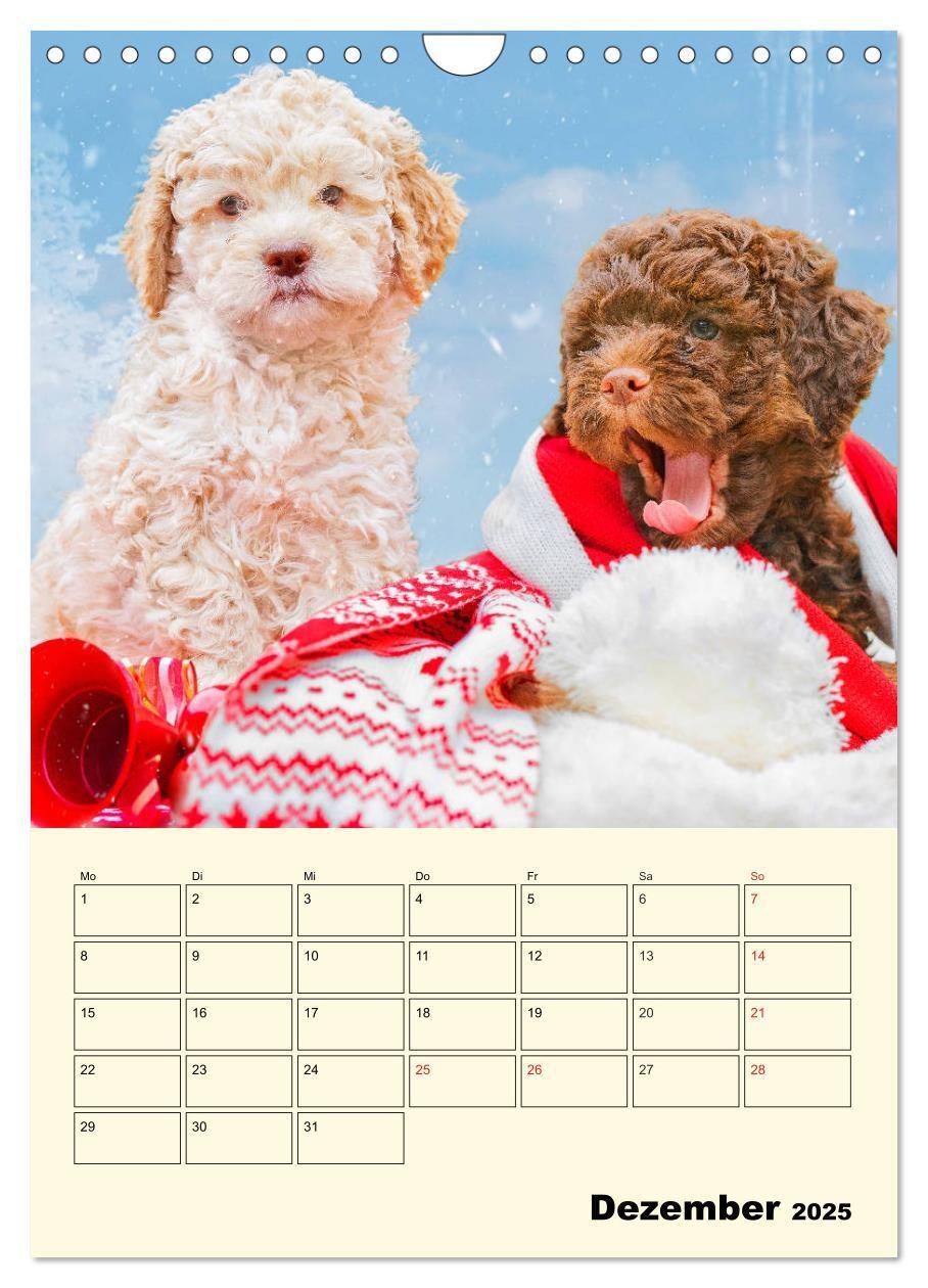 Bild: 9783435952618 | Jahresplaner Lagotto Romagnolo Welpen (Wandkalender 2025 DIN A4...