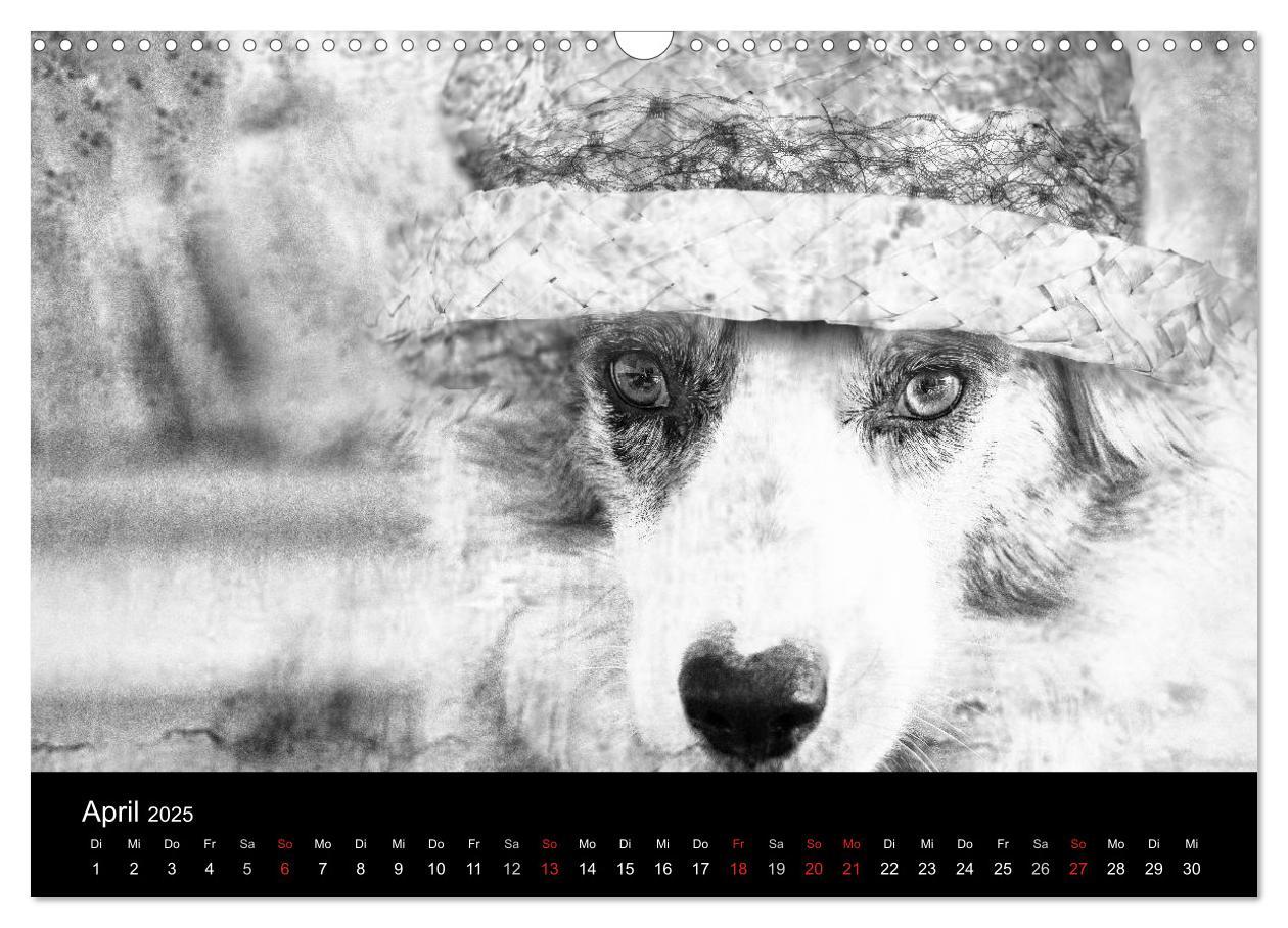 Bild: 9783435781096 | Hütehunde (Wandkalender 2025 DIN A3 quer), CALVENDO Monatskalender