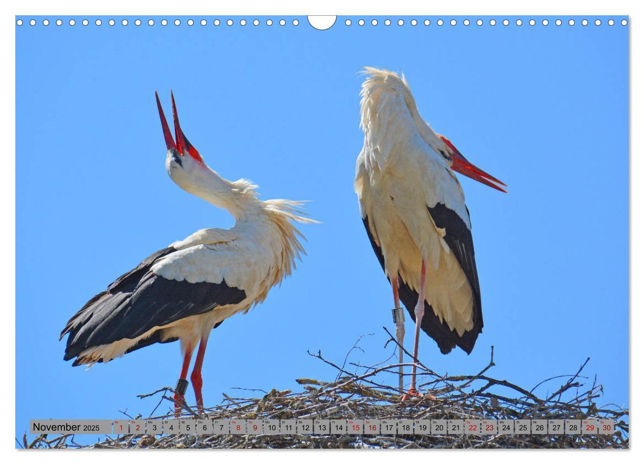 Bild: 9783435145348 | Zu Gast bei Familie Storch (Wandkalender 2025 DIN A3 quer),...