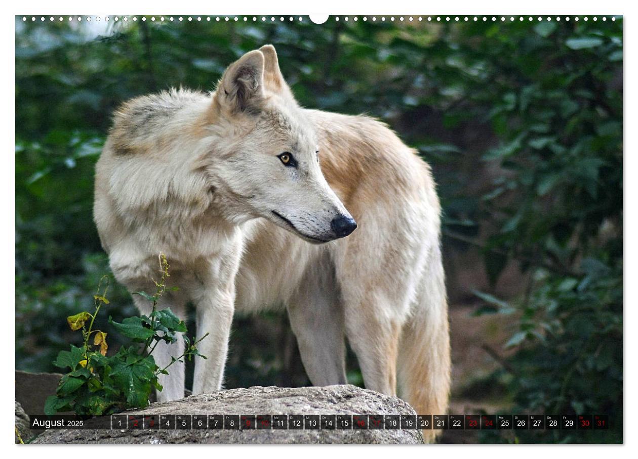 Bild: 9783435259519 | Begegnung mit dem Wolf (hochwertiger Premium Wandkalender 2025 DIN...