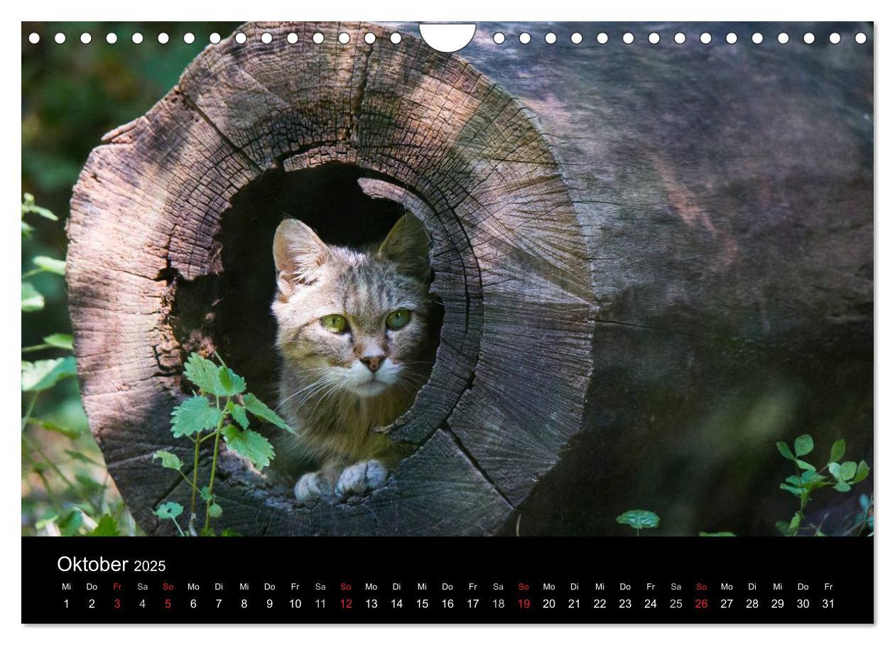 Bild: 9783435391615 | Wildkatzen - scheue Samtpfoten (Wandkalender 2025 DIN A4 quer),...