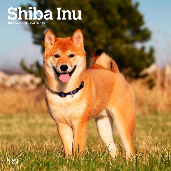 Cover: 9781975477738 | Shiba Inu 2025 12 X 24 Inch Monthly Square Wall Calendar Plastic-Free