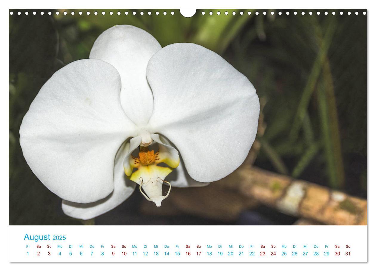 Bild: 9783435285501 | Die Königin der Blumenwelt, die Orchidee (Wandkalender 2025 DIN A3...