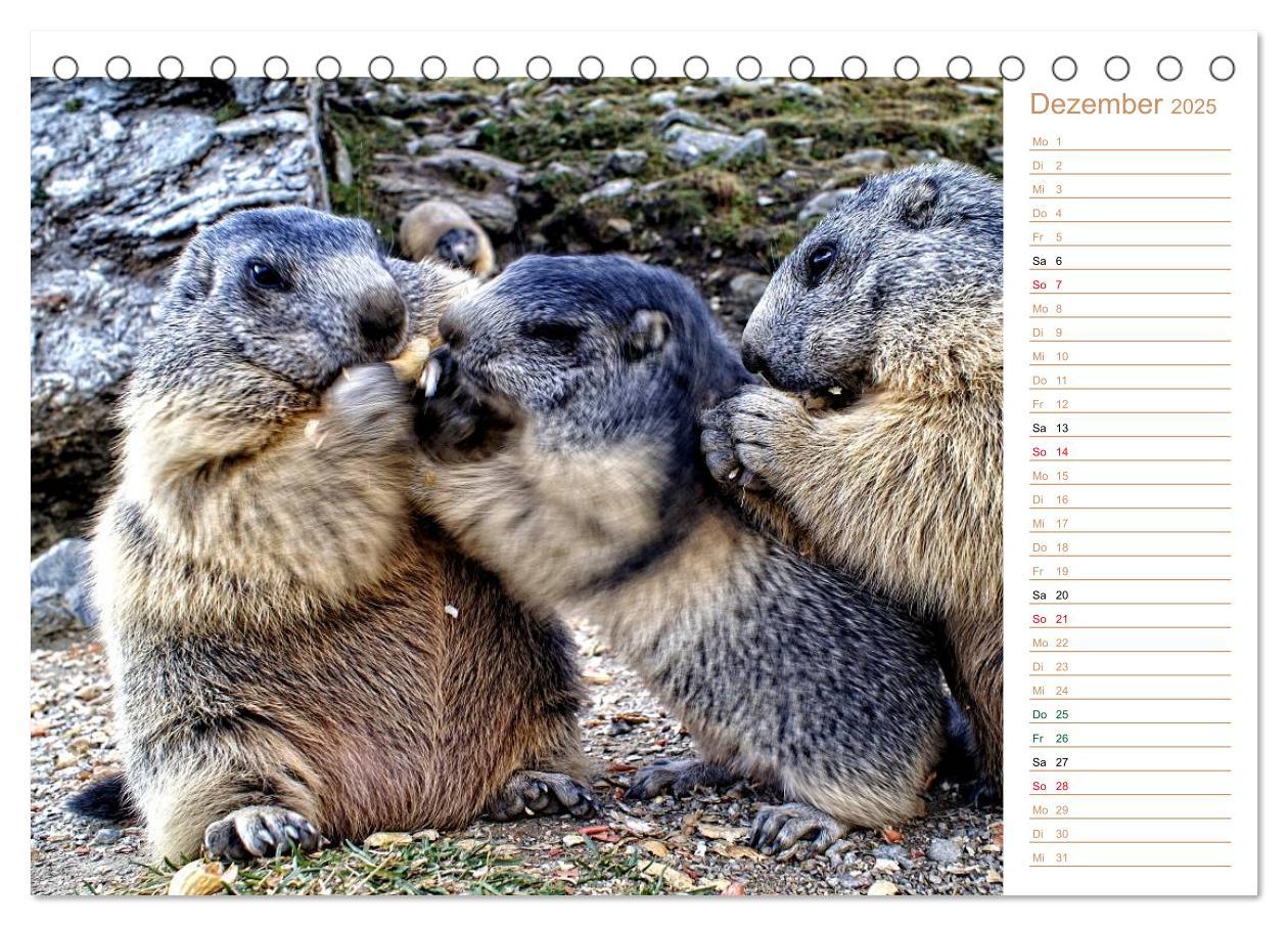 Bild: 9783435500482 | Wildlife - Verspielte Murmeltiere (Tischkalender 2025 DIN A5 quer),...